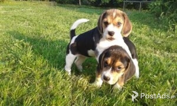 Top Quality Beagle Puppies For Sale