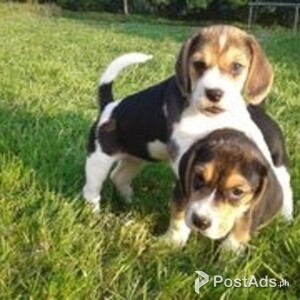 Top Quality Beagle Puppies For Sale | PostAds PH