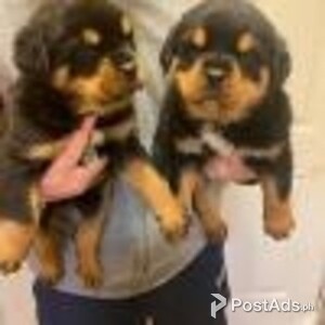 beautiful rottweiler babies for adoption | PostAds PH