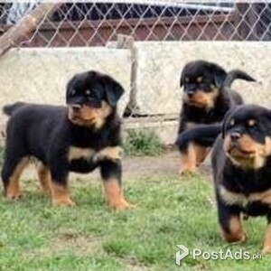Male and female Rottweiler puppies for pet lovers | PostAds PH
