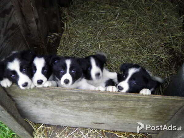 Border Collie pupies