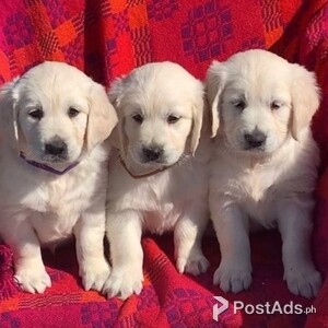 Golden Retriever puppies available to loving permanent homes | PostAds PH
