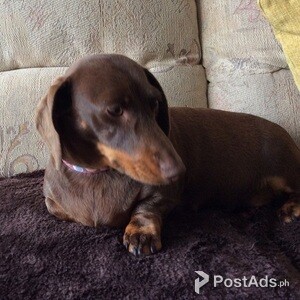 minature dachshund puppies | PostAds PH