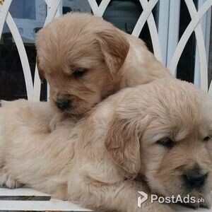 Loving Golden retriever puppies | PostAds PH