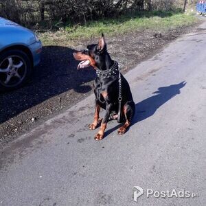 HJappy Doberman Puppies | PostAds PH