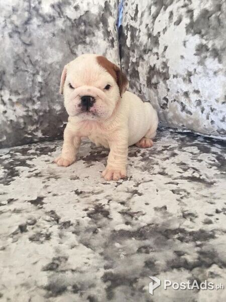 ENGLISH BULLDOG puppies Ready now