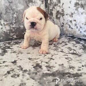 ENGLISH BULLDOG puppies Ready now | PostAds PH