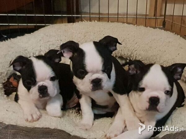 stunning Boston terrier puppies