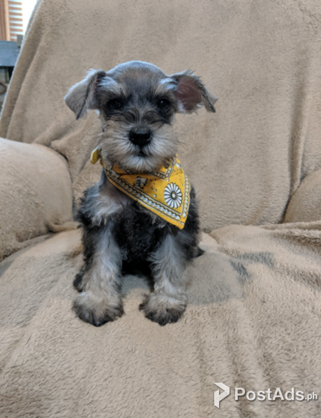 Adorable Schnauzer puppies