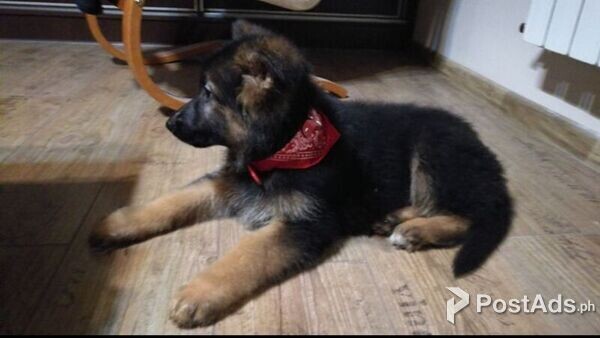 German shepherd Puppies 