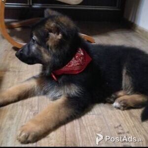 German shepherd Puppies | PostAds PH