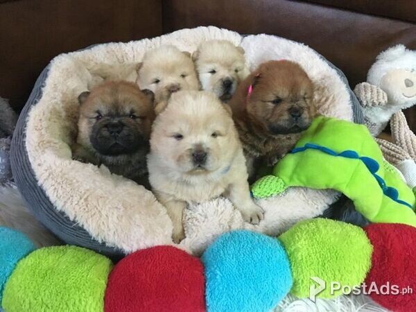 Trained Chow Chow puppies