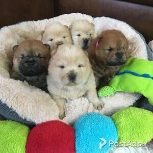 Trained Chow Chow puppies | PostAds PH