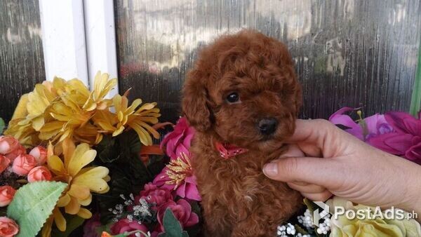 Purebred toy Poodle puppies available