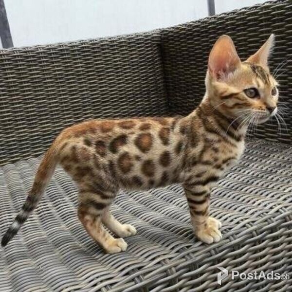Bengal kittens Available