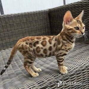 Bengal kittens Available | PostAds PH