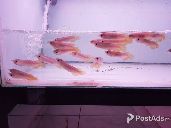 Banjar Red Arowana Fish for sale.