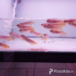 Banjar Red Arowana Fish for sale. | PostAds PH