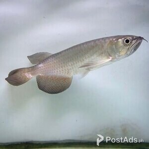 Leichardti Arowana FISH For Sale... | PostAds PH
