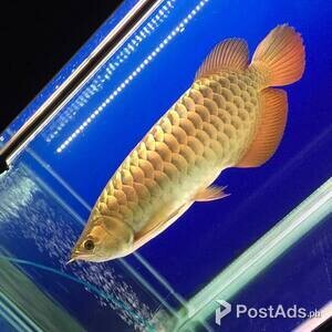 Malaysian Golden Crossback Arowana Fish . | PostAds PH