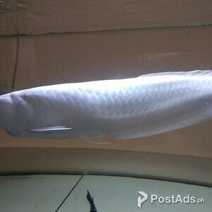 Platinum Arowana For Sale | PostAds PH