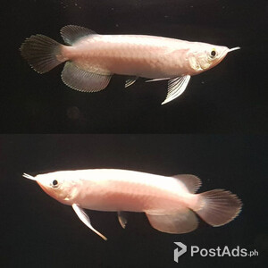 Platinum Super Red Arowana Fish | PostAds PH