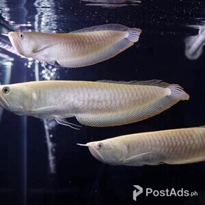 Silver Arowana For Sale | PostAds PH