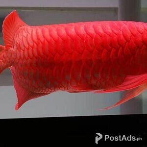 Super Red Arowana | PostAds PH
