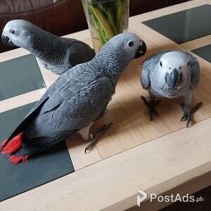 Star African Grey Parrots | PostAds PH