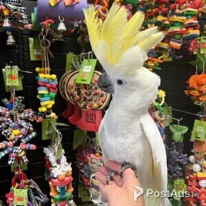 Amazing Umbrella Cockatoo Parrots | PostAds PH