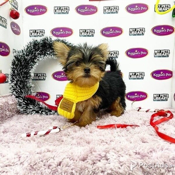 Yorkshire terrier Pups..