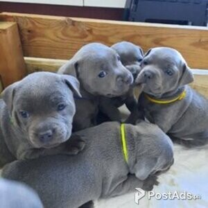 Staffordshire Bull Terrier Puppies with Papers | PostAds PH