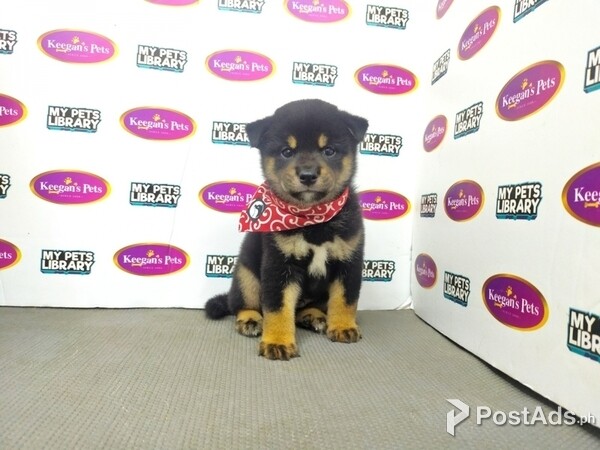 Super Shiba Inu Puppies with Papers