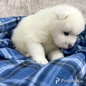 Samoyed puppies ready | PostAds PH