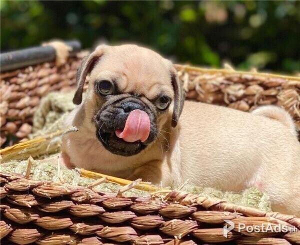 Pug puppies PCCI papers