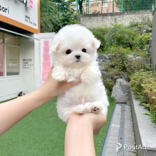 Maltese Puppies with Papers