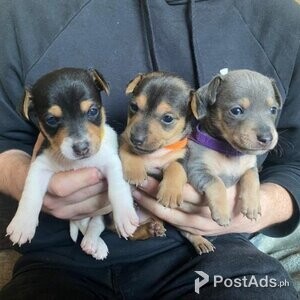 Jack Russel Terrier Puppies with Papers | PostAds PH