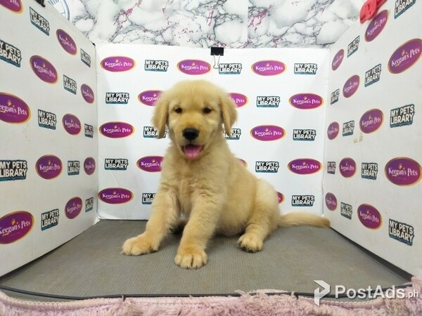Golden Retriever puppies with PCCI Papers
