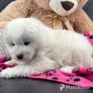 samoyed puppies | PostAds PH