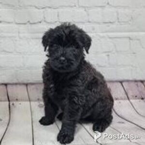 giant schnauzer puppies | PostAds PH