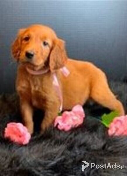 golden irish setter