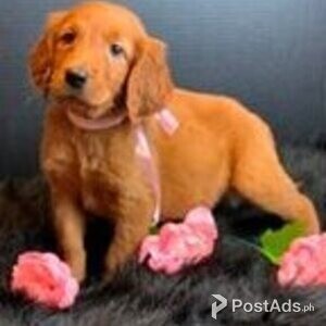 golden irish setter | PostAds PH