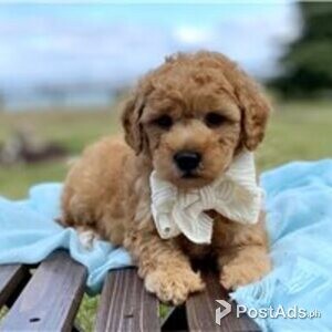 goldendoodle | PostAds PH