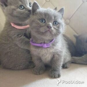 adopt BSH kittens | PostAds PH