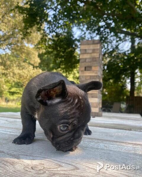 Lovely French Bulldog Puppies comes with pcci