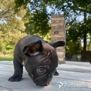Lovely French Bulldog Puppies comes with pcci | PostAds PH