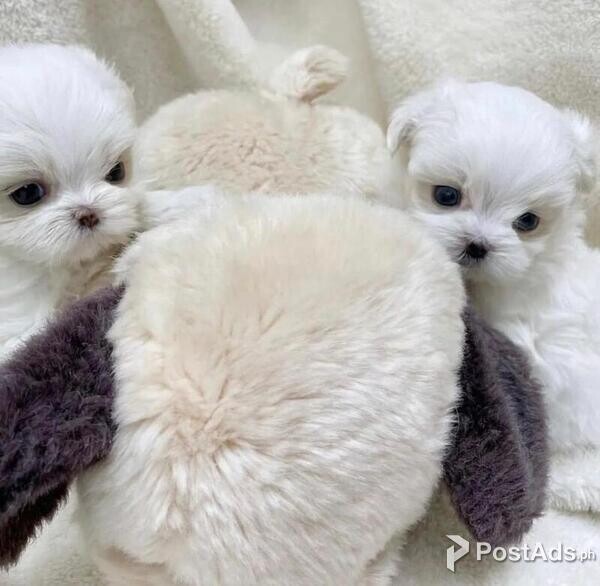 Lovely Teacup Maltese puppies