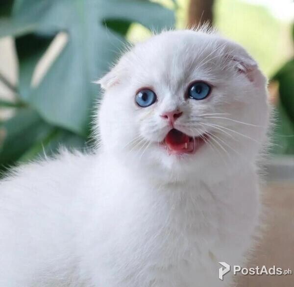 lovely and Cute Scottish fold kittens