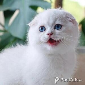 lovely and Cute Scottish fold kittens | PostAds PH