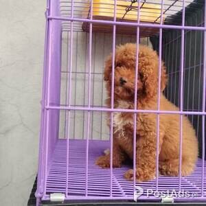 Toy Poodle Pure Breed (Male-10weeks old) | PostAds PH